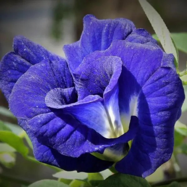 Green_Paradise_Blue_Aparajita_Double_Petal_Sapling_Plant_Clitoria_Ternate_Default_Title