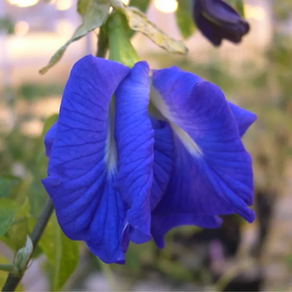 Green_Paradise_Blue_Aparajita_Double_Petal_Sapling_Plant_Clitoria_Ternate_Default_Title