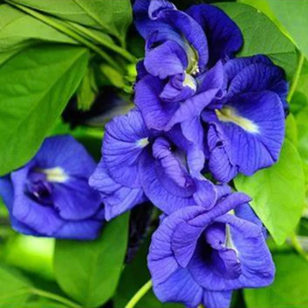 Green_Paradise_Blue_Aparajita_Double_Petal_Sapling_Plant_Clitoria_Ternate_Default_Title