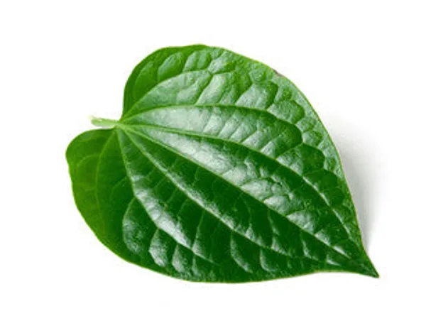 Nagarvel_Plant_Desi_Paan_Plant_Betel_Leaf_Plant_1_Sapling_Plant_Default_Title