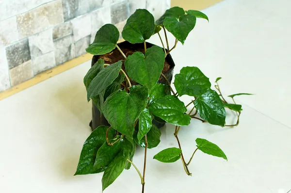 Nagarvel_Plant_Desi_Paan_Plant_Betel_Leaf_Plant_1_Sapling_Plant_Default_Title