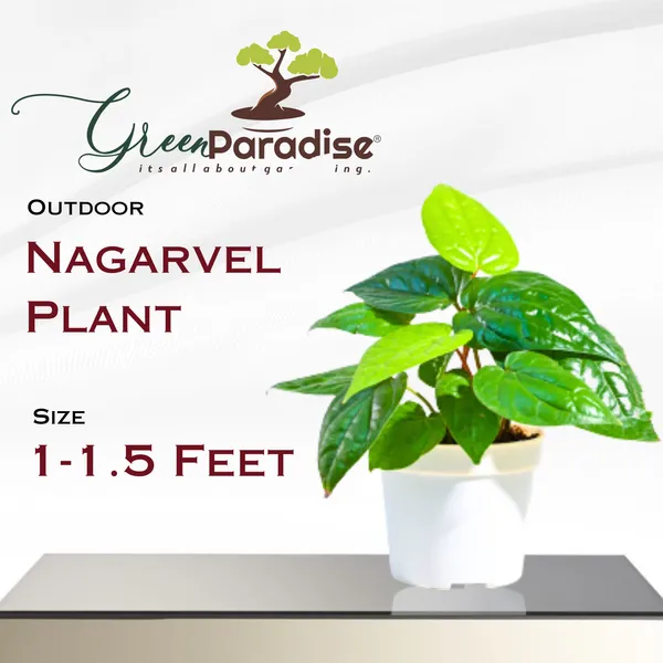 Nagarvel_Plant_Desi_Paan_Plant_Betel_Leaf_Plant_1_Sapling_Plant_Default_Title
