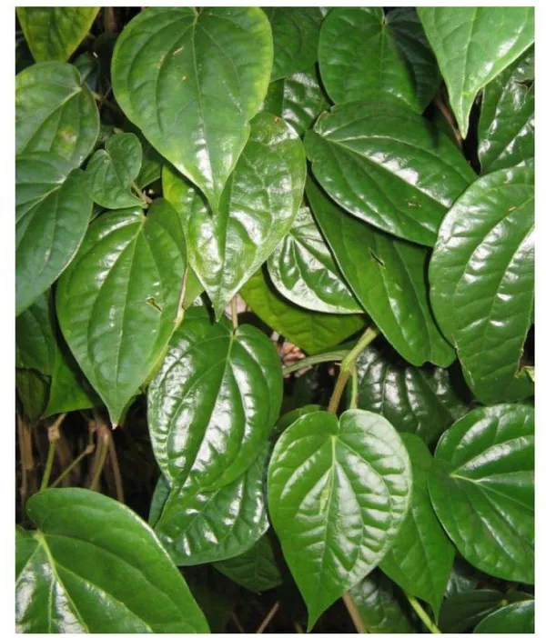 Nagarvel_Plant_Desi_Paan_Plant_Betel_Leaf_Plant_1_Sapling_Plant_Default_Title
