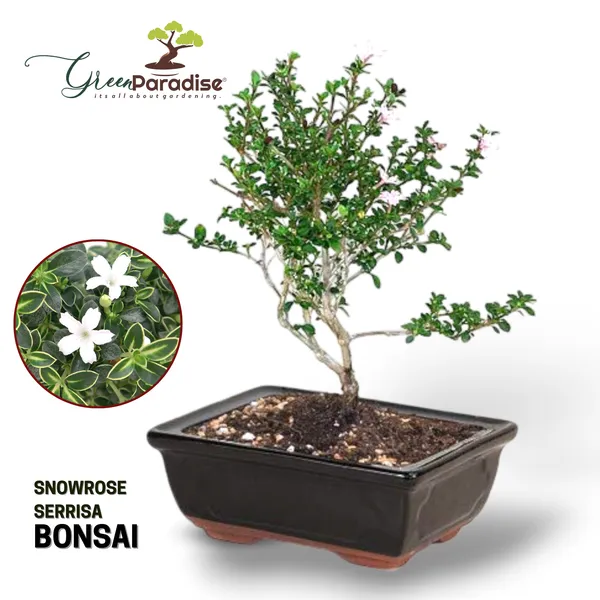Snow_Rose_Serissa_Bonsai_With_Ceramic_Bonsai_Pot_Default_Title