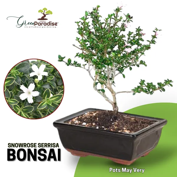 Snow_Rose_Serissa_Bonsai_With_Ceramic_Bonsai_Pot_Default_Title
