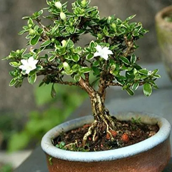 Snow_Rose_Serissa_Bonsai_With_Ceramic_Bonsai_Pot_Default_Title