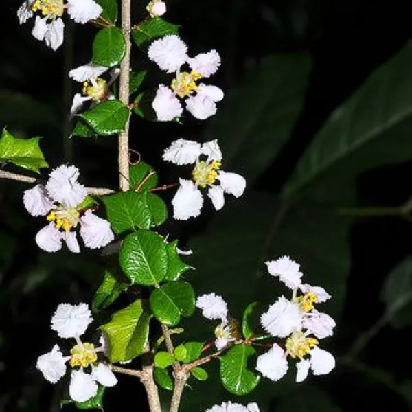 Malpighia_Coccigera_Sapling_Plant_For_Bonsai_Default_Title