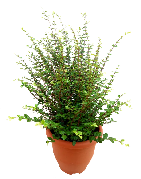 Malpighia_Coccigera_Sapling_Plant_For_Bonsai_Default_Title