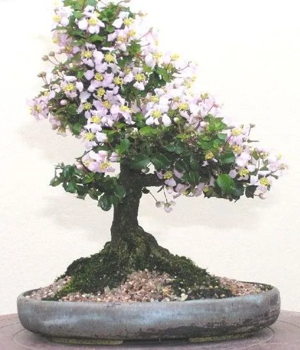 Malpighia_Coccigera_Sapling_Plant_For_Bonsai_Default_Title