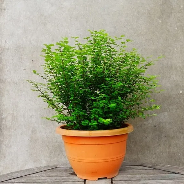 Malpighia_Coccigera_Sapling_Plant_For_Bonsai_Default_Title