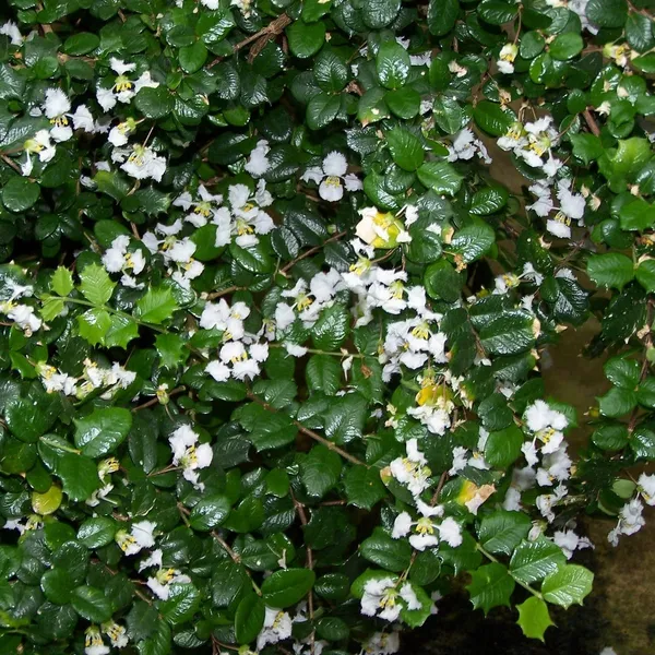 Malpighia_Coccigera_Sapling_Plant_For_Bonsai_Default_Title
