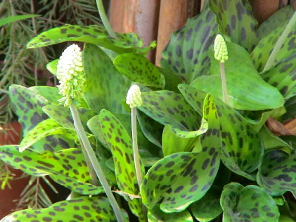 Ledebouria_Petiolata_Live_Plant_Indoor_Outdoor_Air_Purifier_Plant_Default_Title