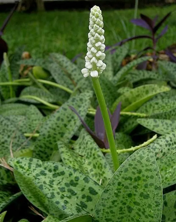 Ledebouria_Petiolata_Live_Plant_Indoor_Outdoor_Air_Purifier_Plant_Default_Title