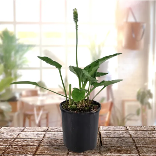 Ledebouria_Petiolata_Live_Plant_Indoor_Outdoor_Air_Purifier_Plant_Default_Title