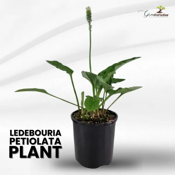 Ledebouria_Petiolata_Live_Plant_Indoor_Outdoor_Air_Purifier_Plant_Default_Title