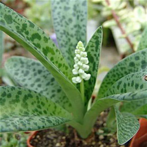 Ledebouria_Petiolata_Live_Plant_Indoor_Outdoor_Air_Purifier_Plant_Default_Title