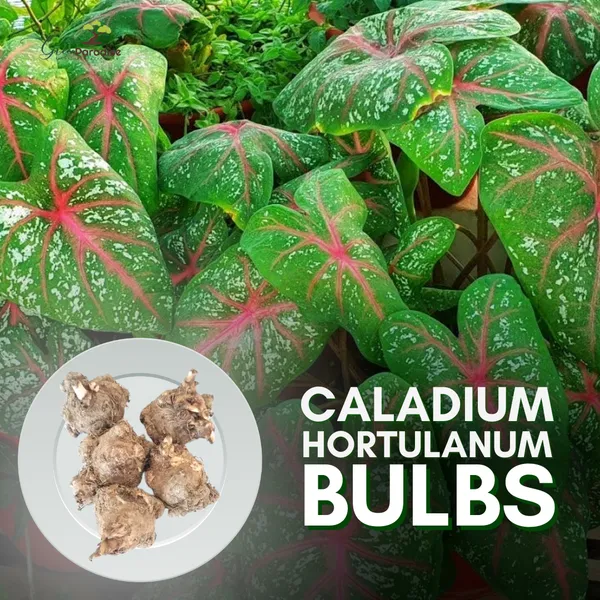 Green_Paradise_Caladium_Hortulanum_5_Fresh_Multi_Colour_Bulbs_Default_Title