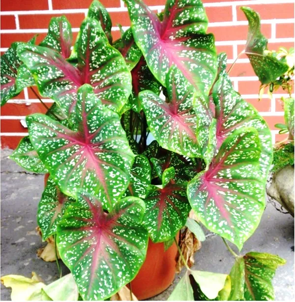 Green_Paradise_Caladium_Hortulanum_5_Fresh_Multi_Colour_Bulbs_Default_Title