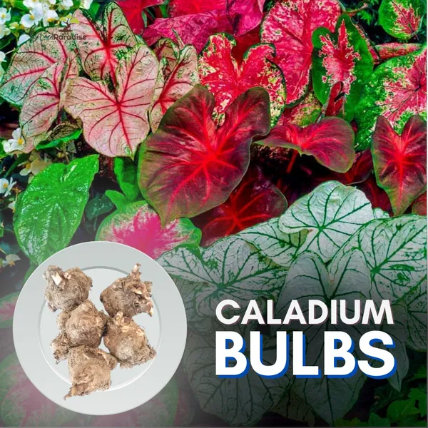 Caladium_Flower_Bulb_Pack_Of_5_Pcs_Gardening_For_Home_Kitchen_Outdoor_Indoor_Mixed_Colour_Default_Title