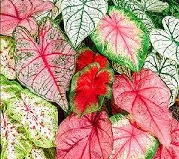 Caladium_Flower_Bulb_Pack_Of_5_Pcs_Gardening_For_Home_Kitchen_Outdoor_Indoor_Mixed_Colour_Default_Title