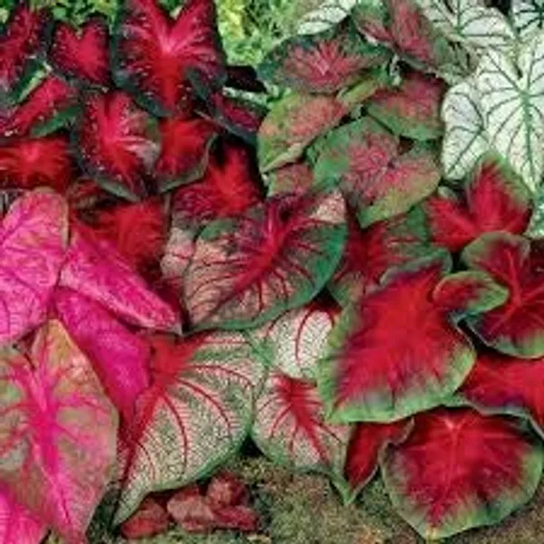 Caladium_Flower_Bulb_Pack_Of_5_Pcs_Gardening_For_Home_Kitchen_Outdoor_Indoor_Mixed_Colour_Default_Title