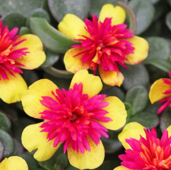 Portulaca_Oleracea_New_Colorblast_Double_Yellow_Petals_With_Pink_Center_Lovely_Live_Plant_Default_Title