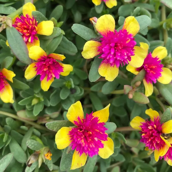 Portulaca_Oleracea_New_Colorblast_Double_Yellow_Petals_With_Pink_Center_Lovely_Live_Plant_Default_Title