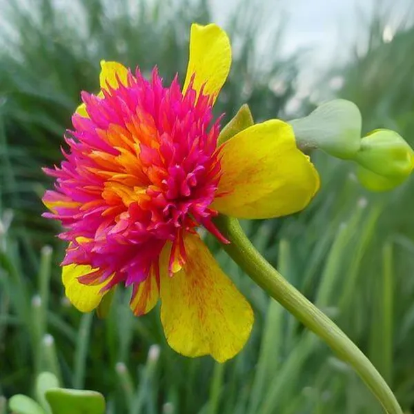 Portulaca_Oleracea_New_Colorblast_Double_Yellow_Petals_With_Pink_Center_Lovely_Live_Plant_Default_Title