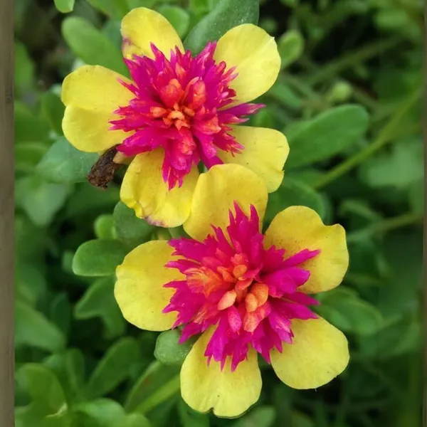 Portulaca_Oleracea_New_Colorblast_Double_Yellow_Petals_With_Pink_Center_Lovely_Live_Plant_Default_Title