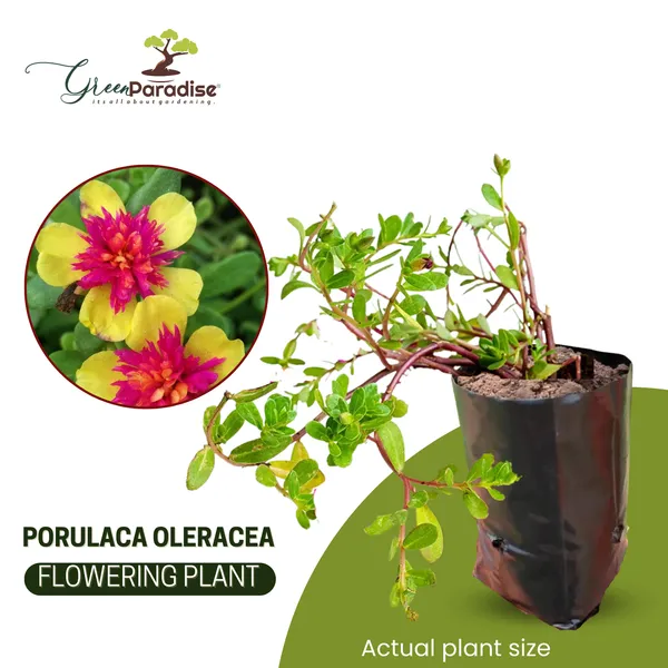 Portulaca_Oleracea_New_Colorblast_Double_Yellow_Petals_With_Pink_Center_Lovely_Live_Plant_Default_Title