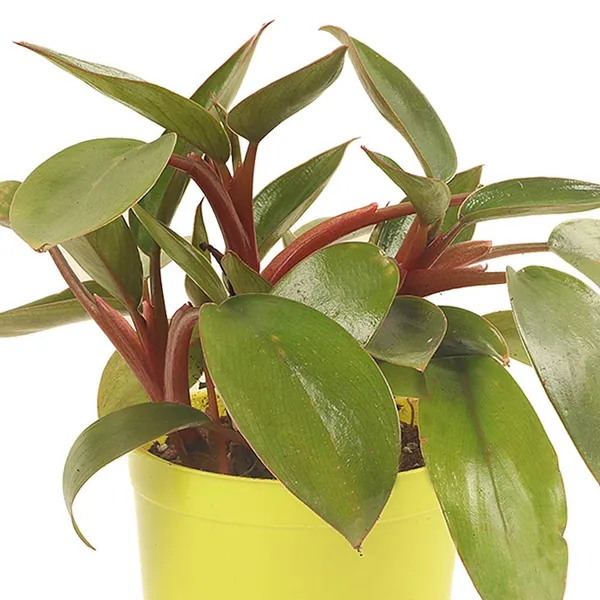 Red_Philodendron_Live_Plant_Indoor_Money_Plant_For_Good_Luck_Default_Title