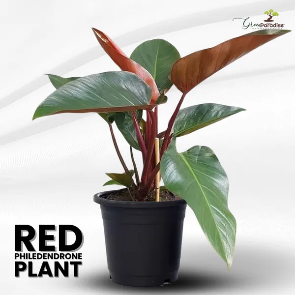 Red_Philodendron_Live_Plant_Indoor_Money_Plant_For_Good_Luck_Default_Title