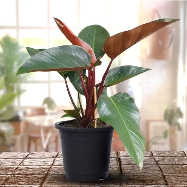Red_Philodendron_Live_Plant_Indoor_Money_Plant_For_Good_Luck_Default_Title