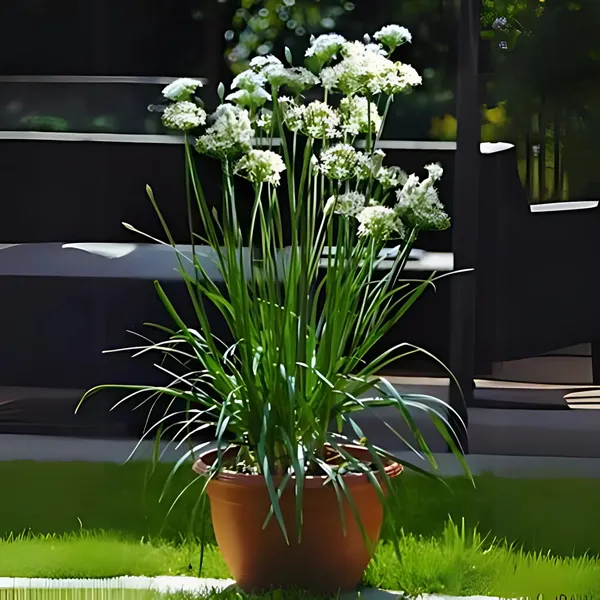 Garlic_Chives_Herbal_Live_Plant_Default_Title