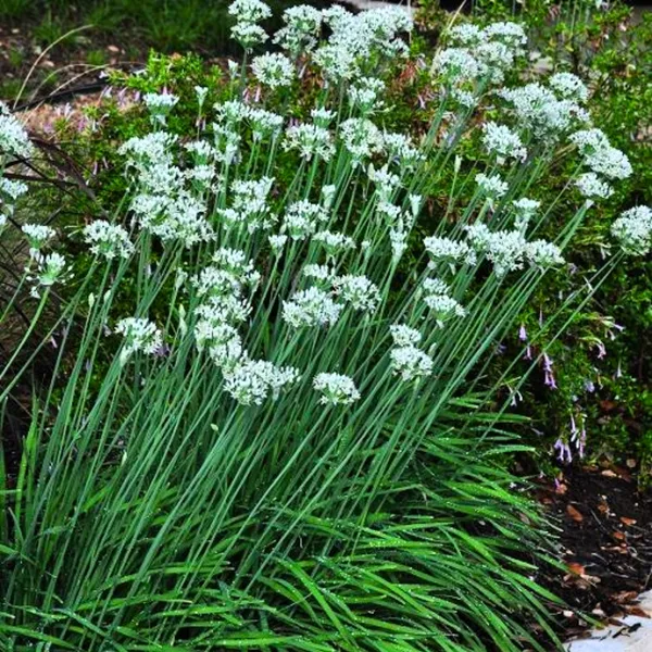 Garlic_Chives_Herbal_Live_Plant_Default_Title