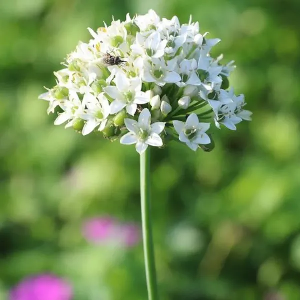 Garlic_Chives_Herbal_Live_Plant_Default_Title