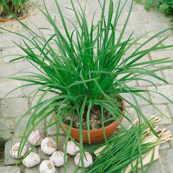 Garlic_Chives_Herbal_Live_Plant_Default_Title