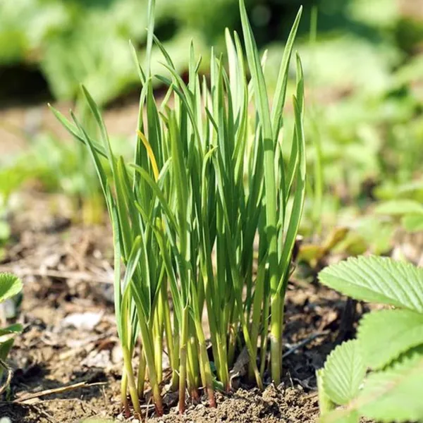 Garlic_Chives_Herbal_Live_Plant_Default_Title