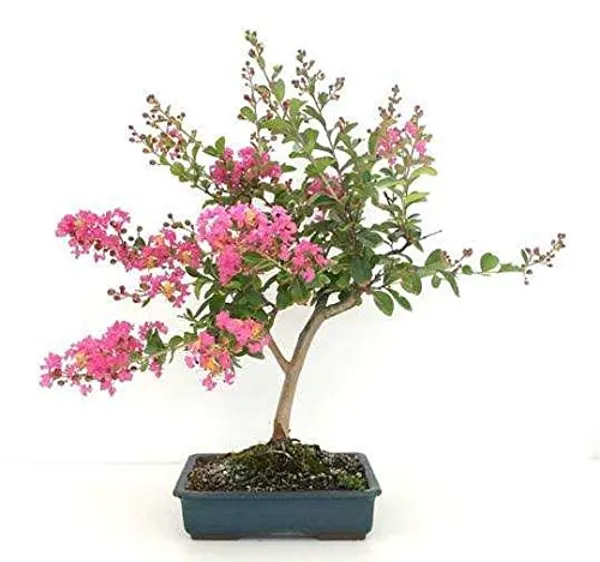 Live_Bonsai_Crepe_Myrtle_Lagerstroemia_Indica_6_Years_Old_Bonsai_With_Plastic_Bonsai_Pot_Default_Title