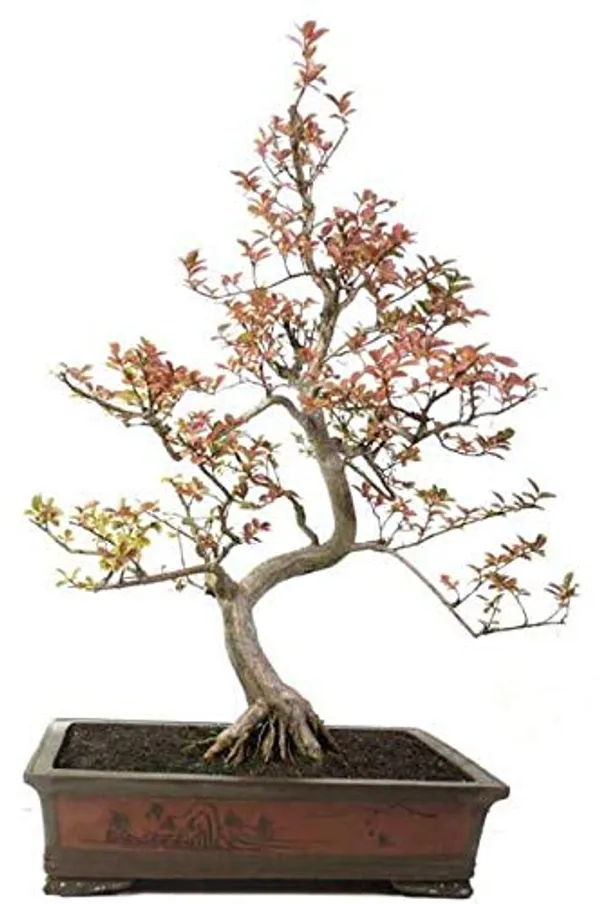 Live_Bonsai_Crepe_Myrtle_Lagerstroemia_Indica_6_Years_Old_Bonsai_With_Plastic_Bonsai_Pot_Default_Title
