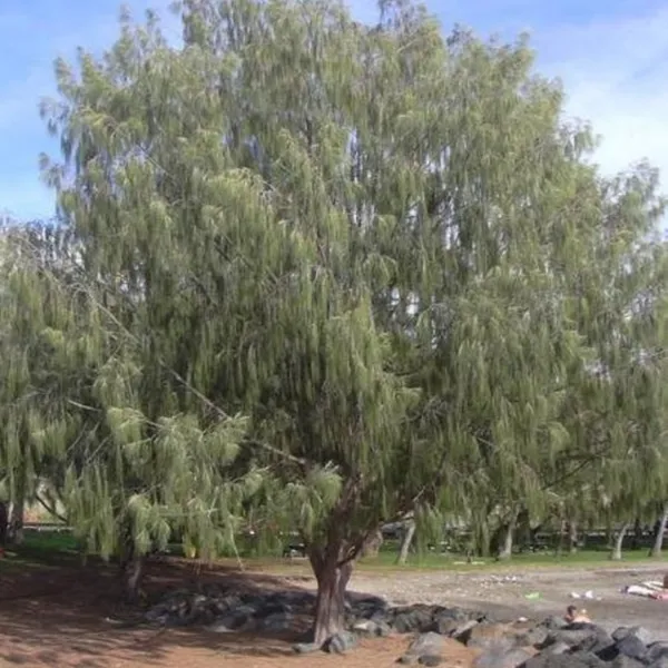 Green_Paradise_Casuarina_Equisetifolia_Plant_Default_Title