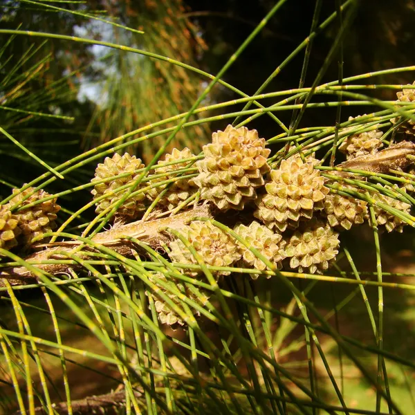 Green_Paradise_Casuarina_Equisetifolia_Plant_Default_Title