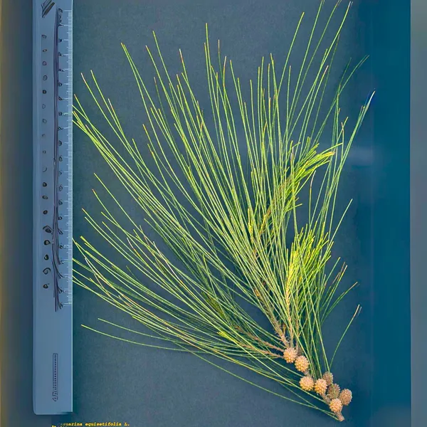 Green_Paradise_Casuarina_Equisetifolia_Plant_Default_Title