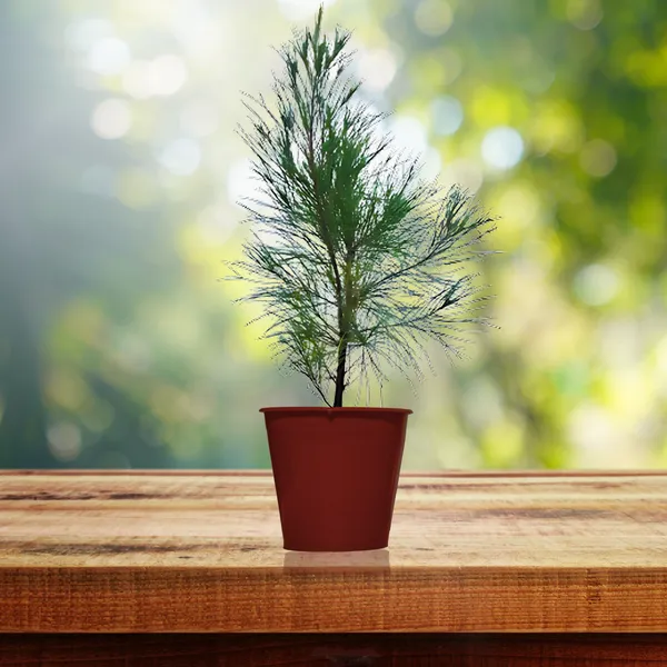 Green_Paradise_Casuarina_Equisetifolia_Plant_Default_Title