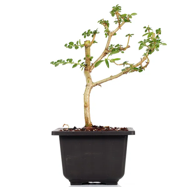 Green_Paradise_Premna_Bonsai_Suitable_Plant_Default_Title