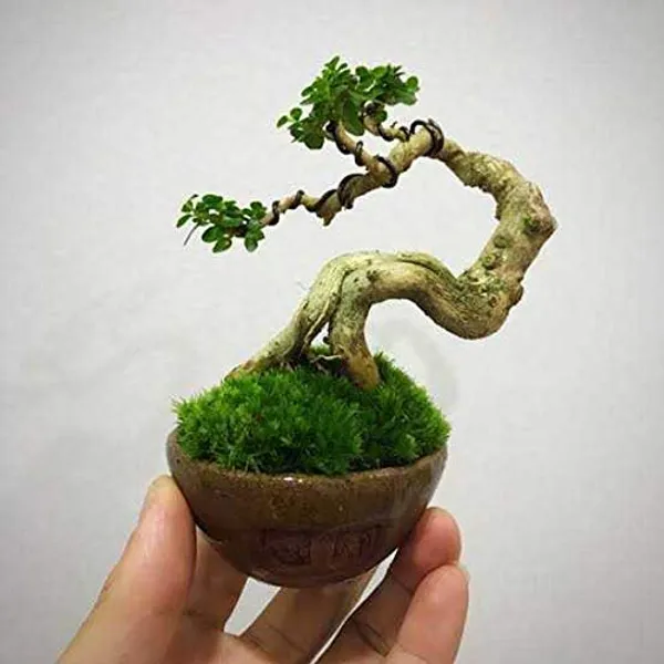 Green_Paradise_Premna_Bonsai_Suitable_Plant_Default_Title