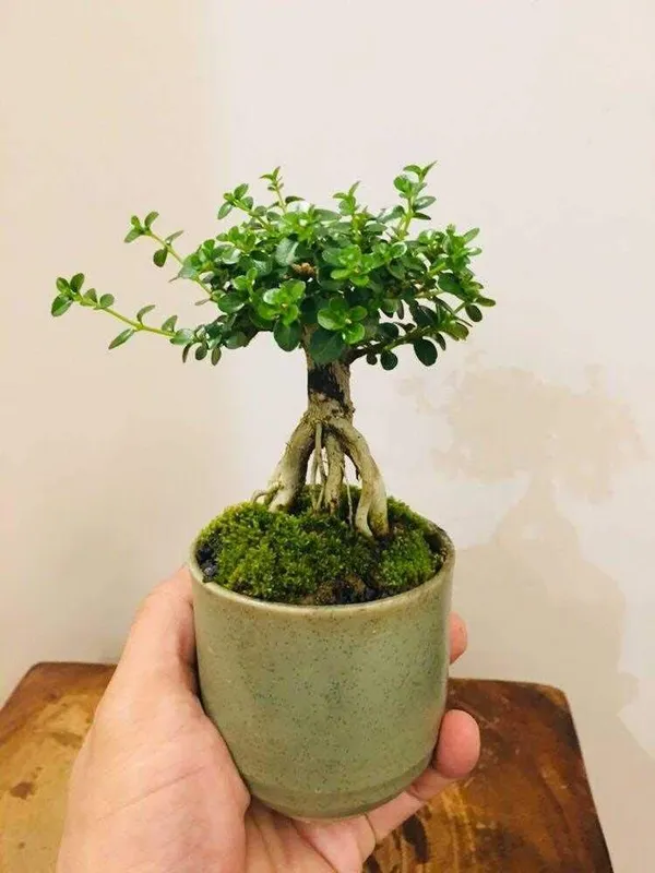 Green_Paradise_Premna_Bonsai_Suitable_Plant_Default_Title