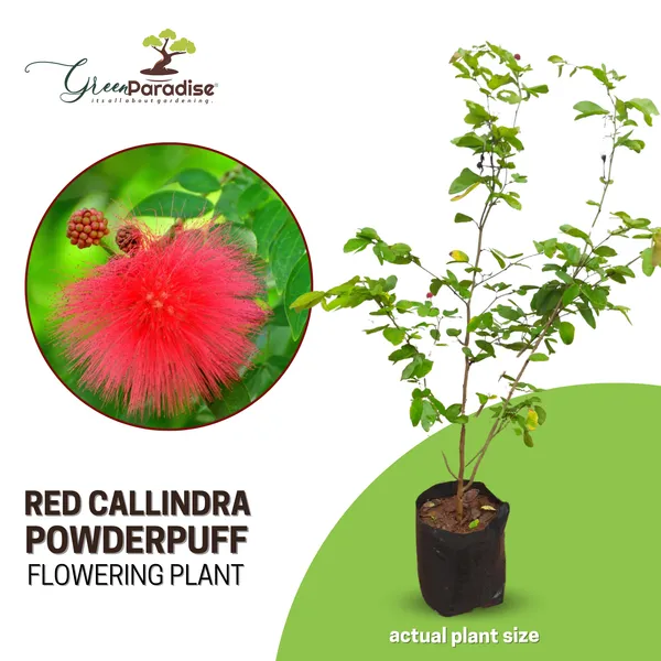 Beautiful_Calliandra_Red_Powderpuff_Live_Plant_Default_Title