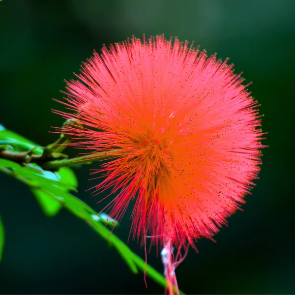 Beautiful_Calliandra_Red_Powderpuff_Live_Plant_Default_Title