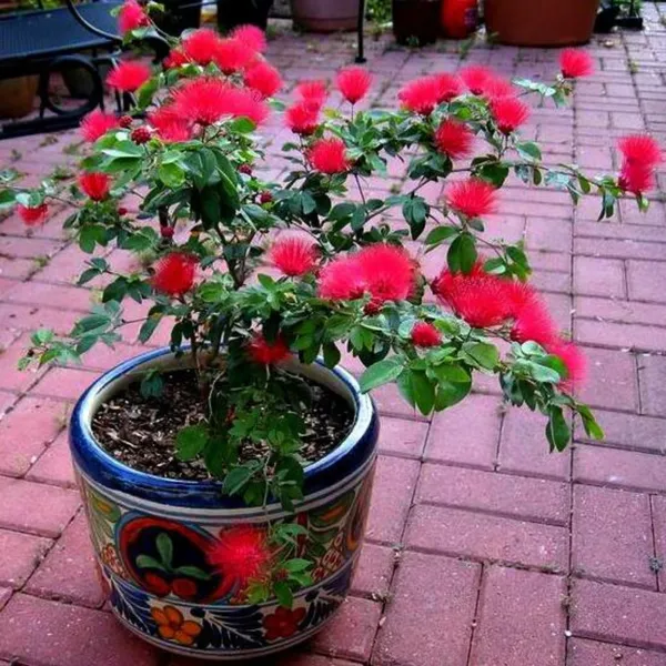 Beautiful_Calliandra_Red_Powderpuff_Live_Plant_Default_Title